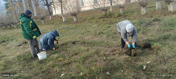 В рамках озеленения территории в с. Никольское инициативная группа ТОС &quot;Никольское&quot; совместно с работниками администрации сельского поселения высадили саженцы сосны..