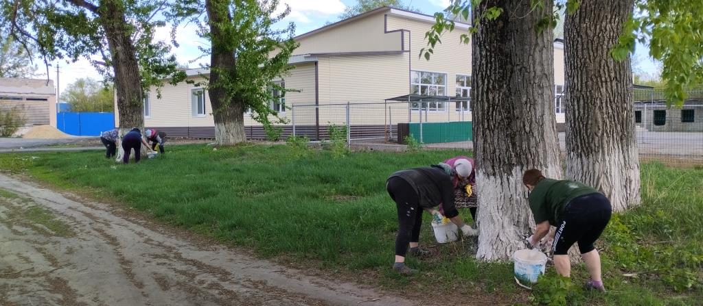 Инициативныыми группами ТОС &quot;Новочигольский&quot; и ТОС &quot;Победа&quot; совместно с администрацией сельского поселения провели побелку деревьев в центре села.